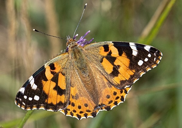 8. Painted Lady Butterfly - Glyn Trueman