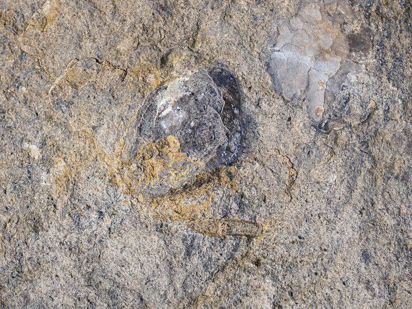 Greenleighton II Fossils - Trevor Langhome