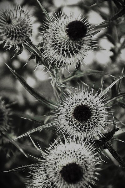 Thistle - Stephen Perry