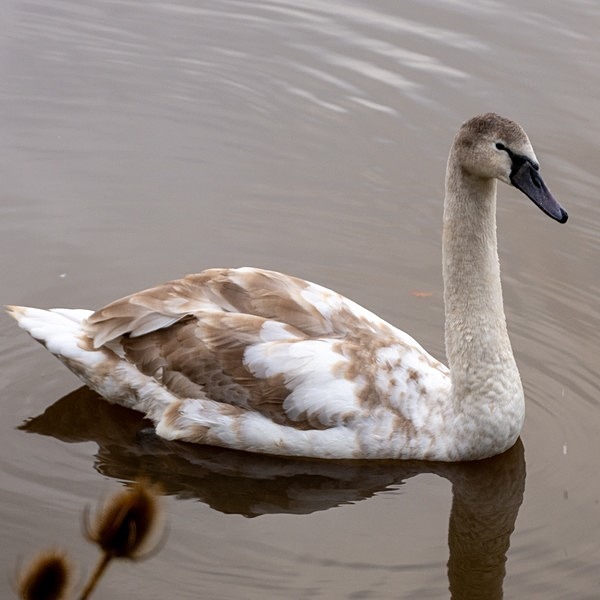 Birds 2 of 8 - Roseanne Robinson