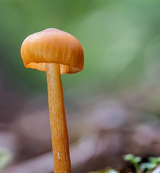 7.Orange Mosscap ? - Glyn Trueman