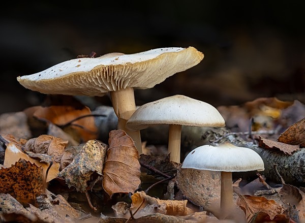 1.White Knight Mushroom - Glyn Trueman