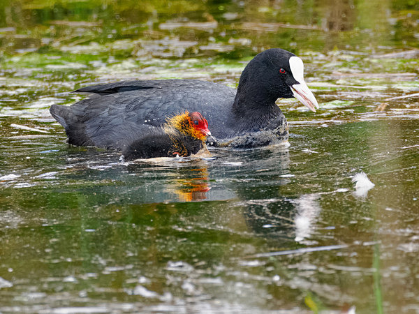 Coot with chick - Paul Appleby