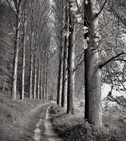 Tree Tunnel - Stephen Perry