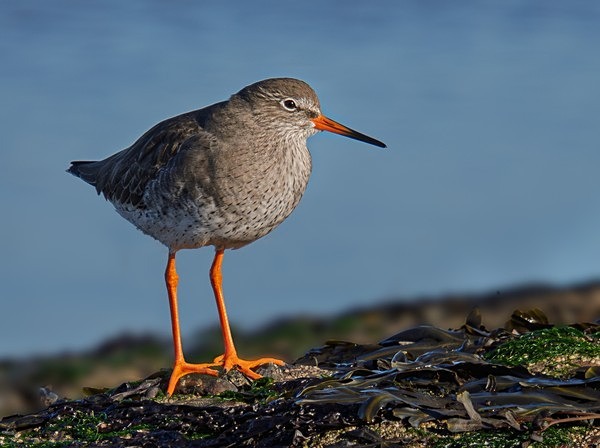 6.Redshank - Glyn Trueman