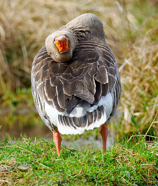 Grey-lag Goose - Paul Appleby