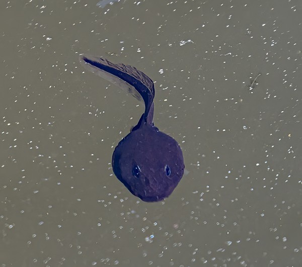 2. Tadpole - Glyn Trueman