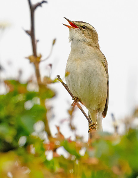 Sedge Warbler - Paul Appleby
