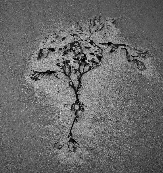 Sand Art - Stephen Perry