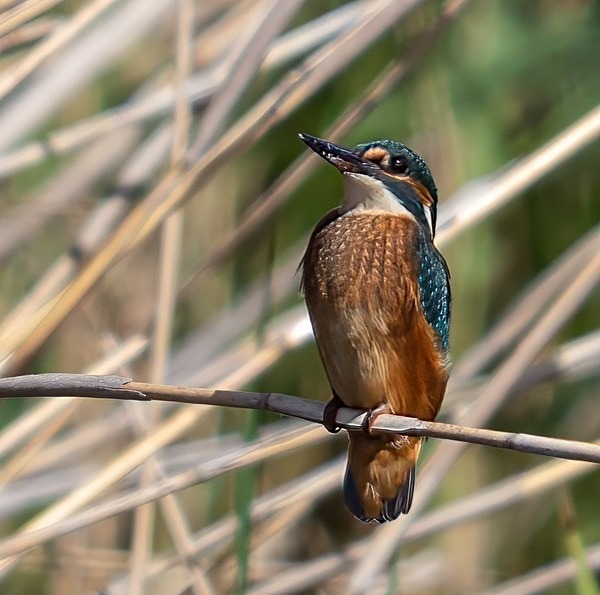 8.Kingfisher - Glyn Trueman