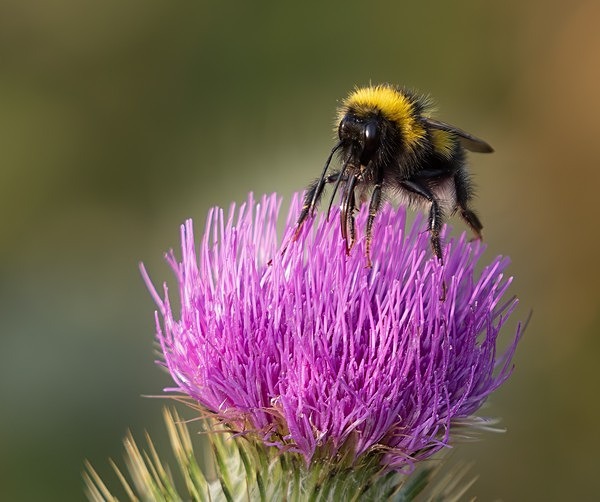 6. Bee on Thistle - Glyn Trueman