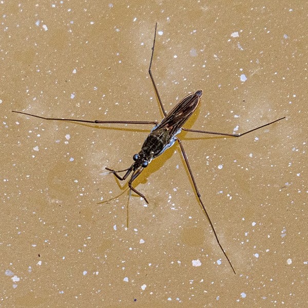 3. Common Pond Skater - Glyn Trueman