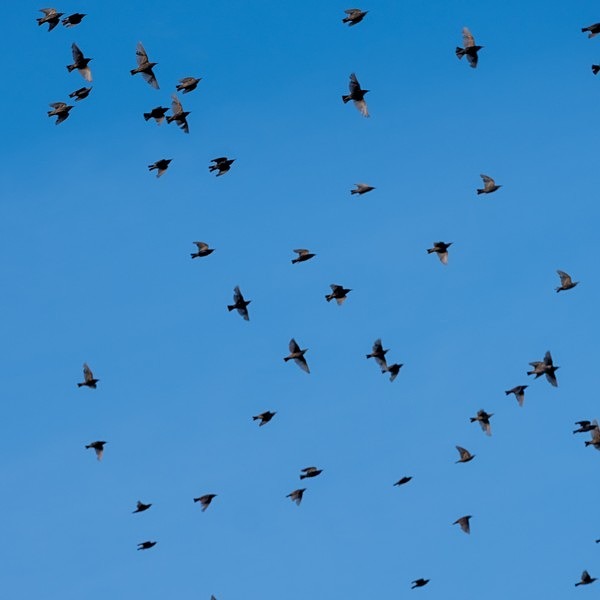Birds 7 of 8 - Roseanne Robinson