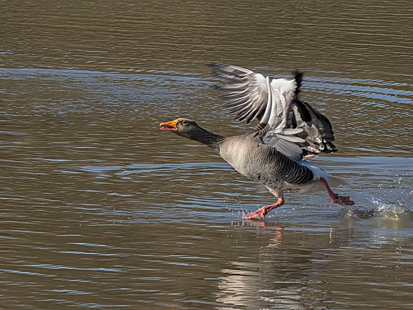 5.Greylag Goose Taking Off - Glyn Trueman