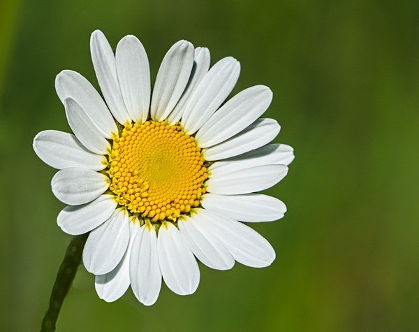 5. Daisy - Glyn Trueman