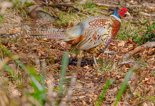 Pheasant - Paul Appleby