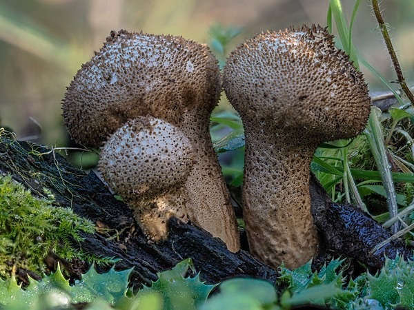 3.Puffball - Glyn Trueman
