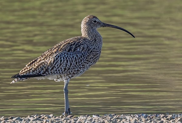 3.Curlew - Glyn Trueman