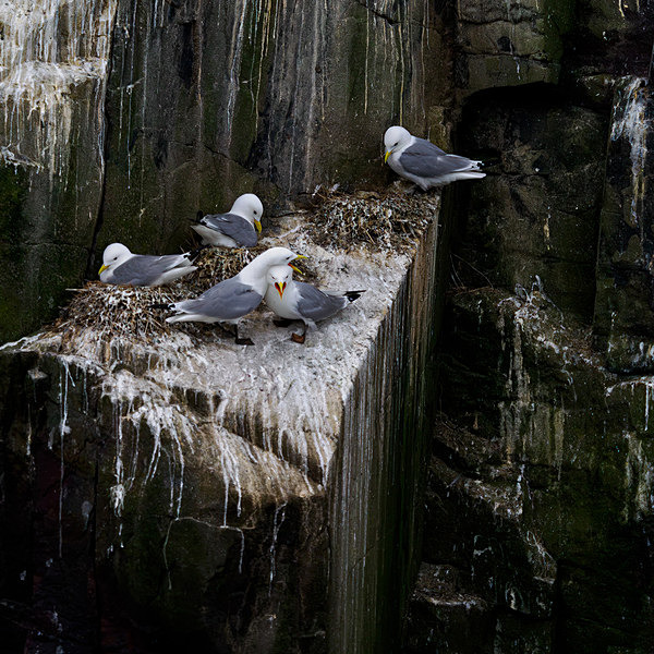Kittiwakes called the odds - Trevor Langhome