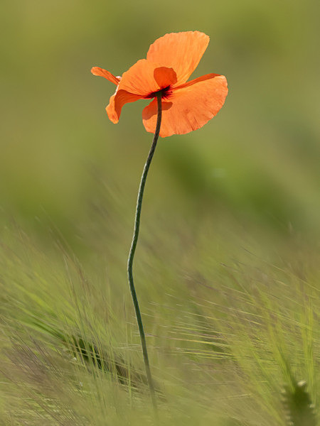 Poppy - Paul Appleby