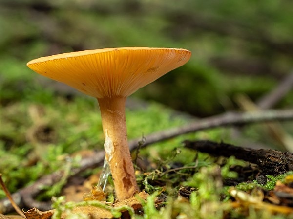 6.Saffron Milkcap - Glyn Trueman