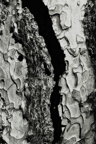 Plane Bark - Stephen Perry
