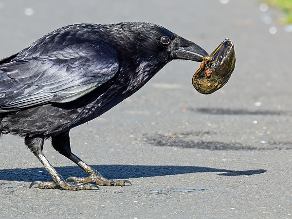 Carrion Crow - Paul Appleby