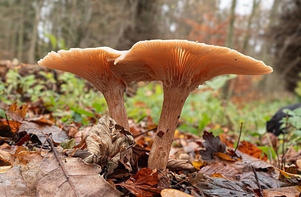 4.Common Funnel - Glyn Trueman