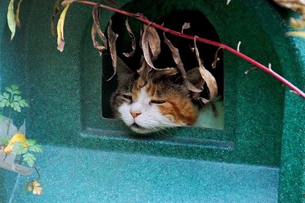 Banished - Brian Morris.