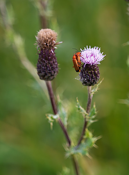 Insects on Thistle - Trevor Langhome