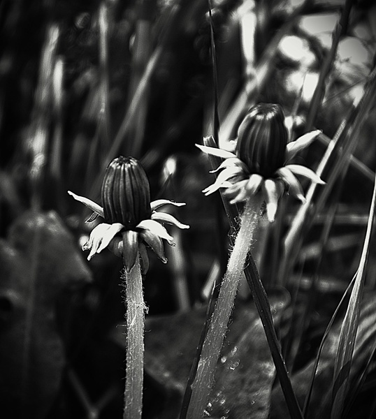 Dandelion Head - Stephen Perry