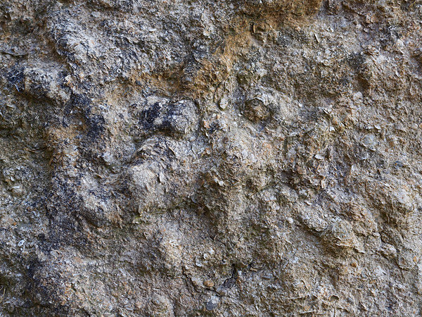Greenleighton I Fossil Shell Fragments - Trevor Langhome