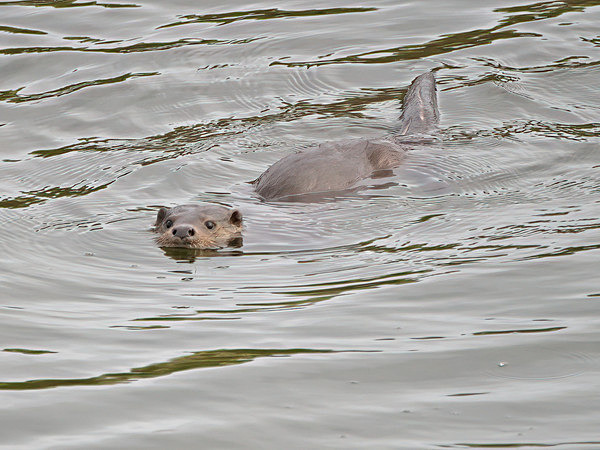 Otter - Paul Appleby