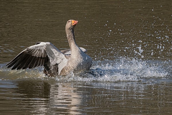 2.Greylag Goose - Glyn Trueman