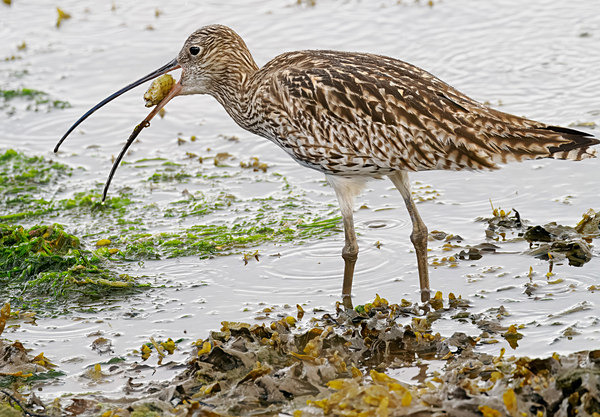 Curlew - Paul Appleby