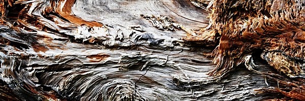 Bark study - Brian Morris.