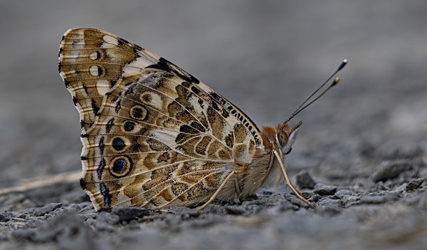 7. Painted Lady Butterfly - Wings Closed - Glyn Trueman