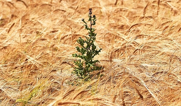 Nettle - Brian Morris.