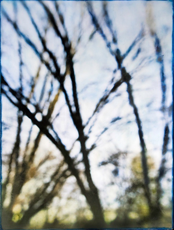  - Among the Trees