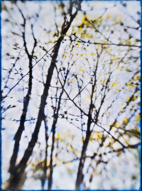  - Among the Trees