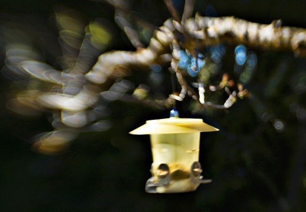 Out on a Branch with Blue - The Backyard Series