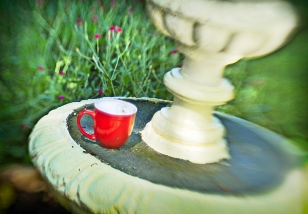 Coffee Cup Resting - The Backyard Series