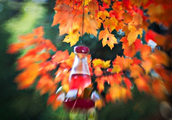 Hummingbird Feeder in the Leaves - The Backyard Series