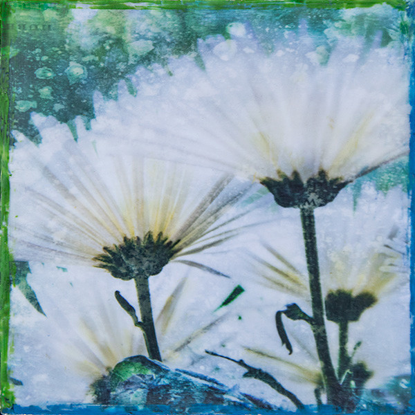 Chrysanthemums - Botanica