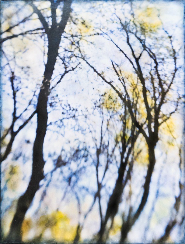  - Among the Trees