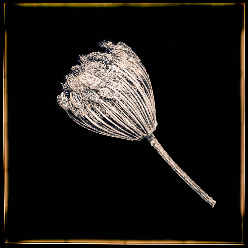 Fennel - Pods and Seeds