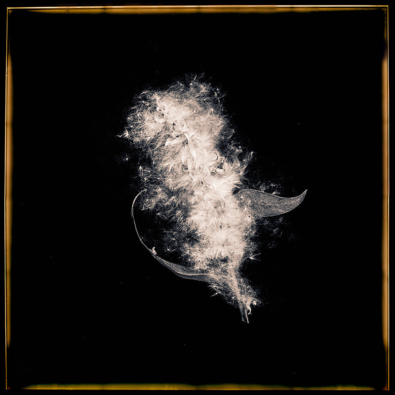 Golden Rod - Pods and Seeds