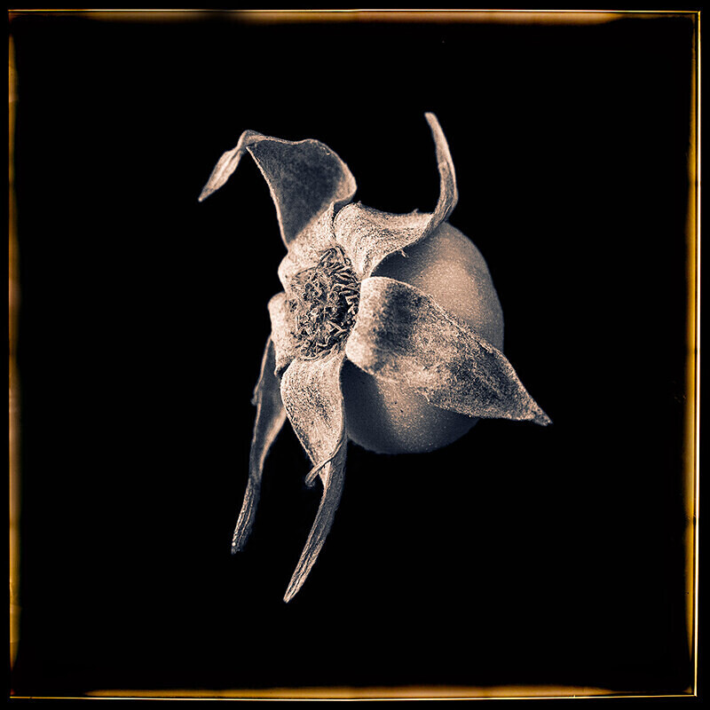 Rose Hip - Pods and Seeds