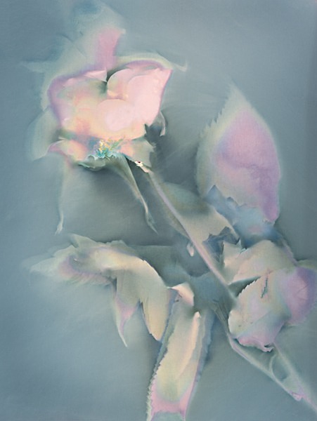 Rose #1 - Ghost Flowers