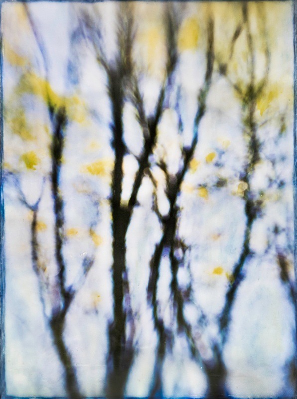  - Among the Trees